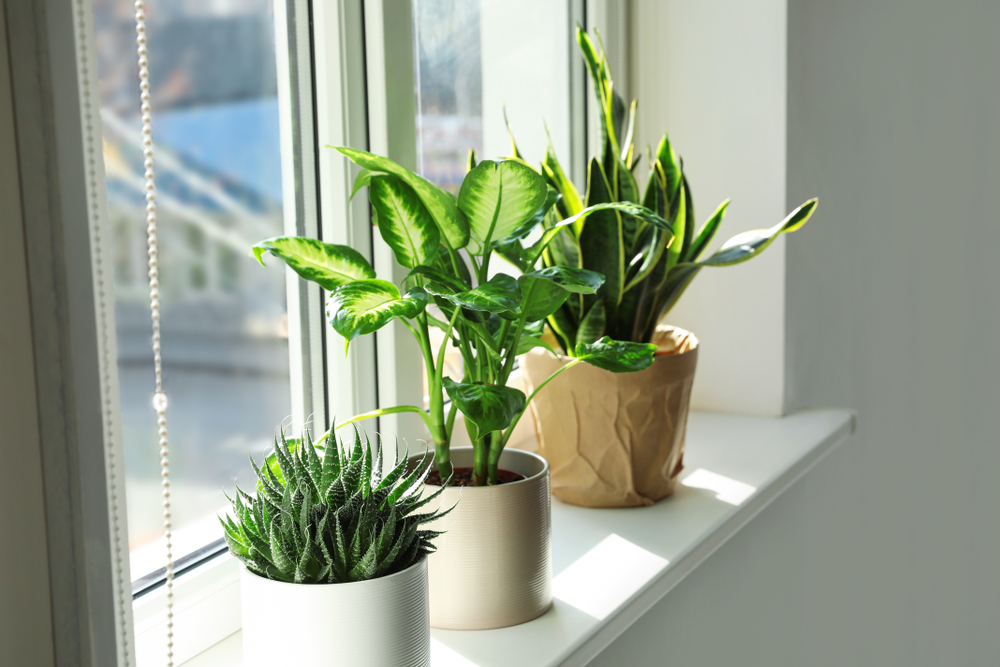 Pflanzen für die Fensterbank Die 15 schönsten Arten VOIIA.de