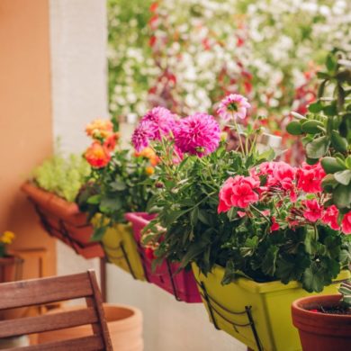 Winterblumen für den Balkon: Bunte Balkonpflanzen