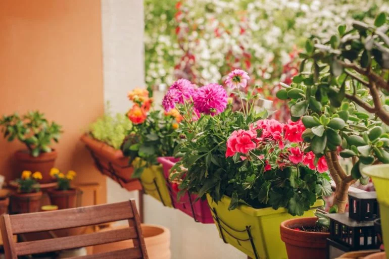 Winterblumen für den Balkon: Bunte Balkonpflanzen