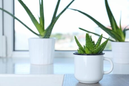 Pflege von Aloe Vera Pflanzen: Pflanzen weißen Töpfen