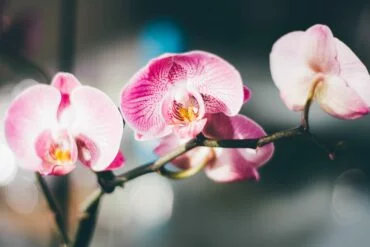 Zimmerpflanzen für den Winter: Orchideen