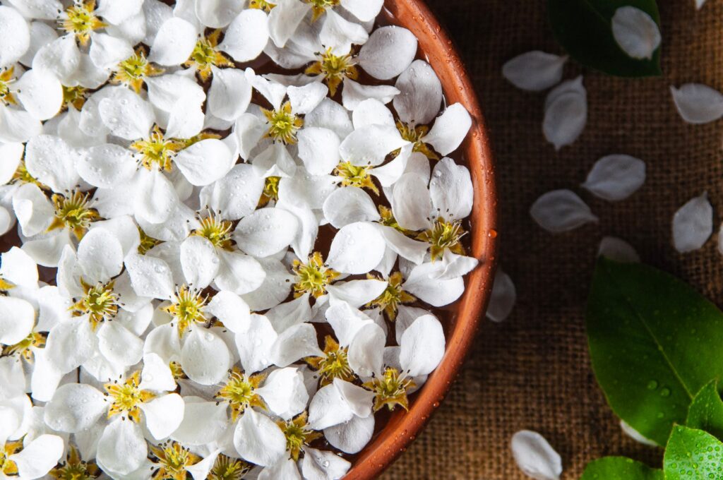 Jasminöl Wirkung: Weiße Jasminblüten
