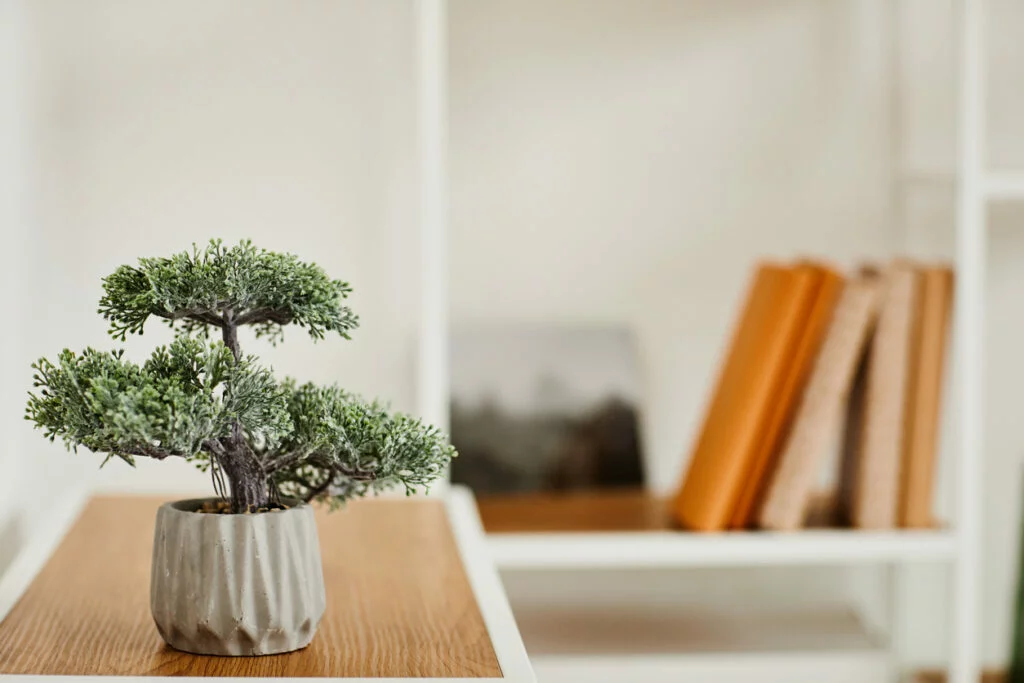 Wabi Sabi: Bonsaibaum auf dem Schreibtisch