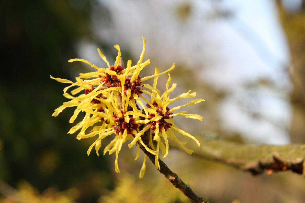 Winterblumen für den Balkon Die 15 schönsten Arten