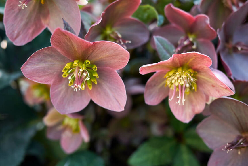 Winterblumen für den Balkon Die 15 schönsten Arten