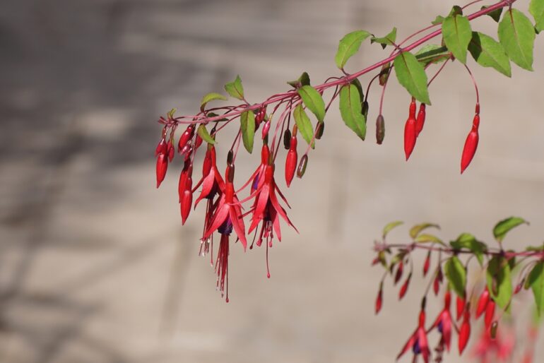 Winterblumen für den Balkon Die 15 schönsten Arten