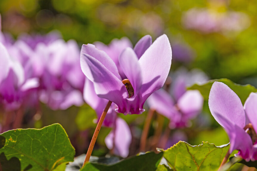 Winterblumen für den Balkon Die 15 schönsten Arten