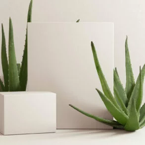 Pflege von Aloe Vera Pflanzen: Pflanzen vor weißem Hintergrund
