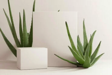 Pflege von Aloe Vera Pflanzen: Pflanzen vor weißem Hintergrund