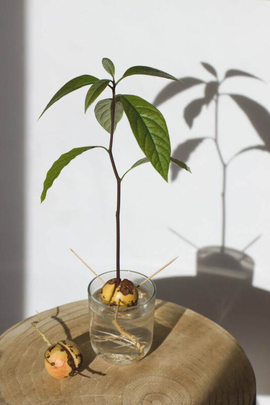 avocado Zimmerpflanze im Glas