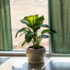 pflanzen für die fensterbank: Verschiedene Pflanzen am Fenster