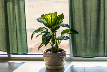 pflanzen für die fensterbank: Verschiedene Pflanzen am Fenster