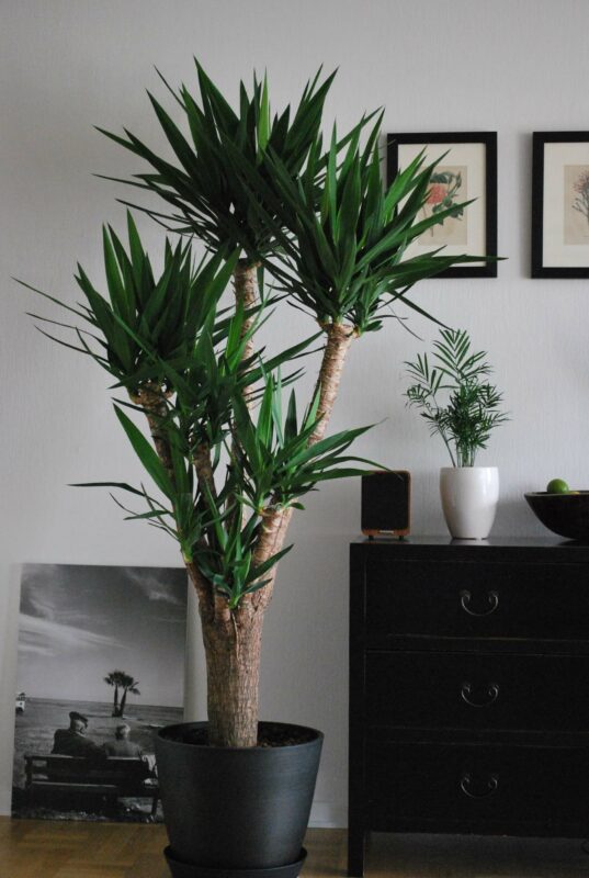 unkomplizierte Zimmerpflanzen:  Palmlilie (Yucca elephantipes)