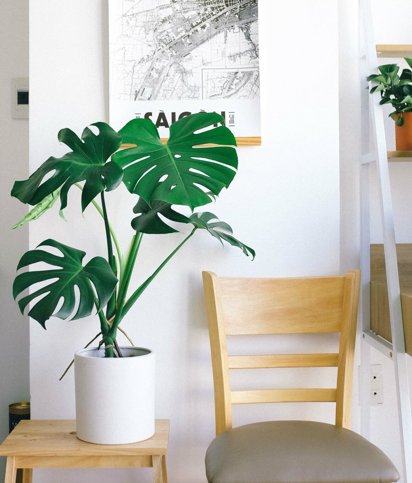 Pflanzen für die Fensterbank Die 15 schönsten Arten