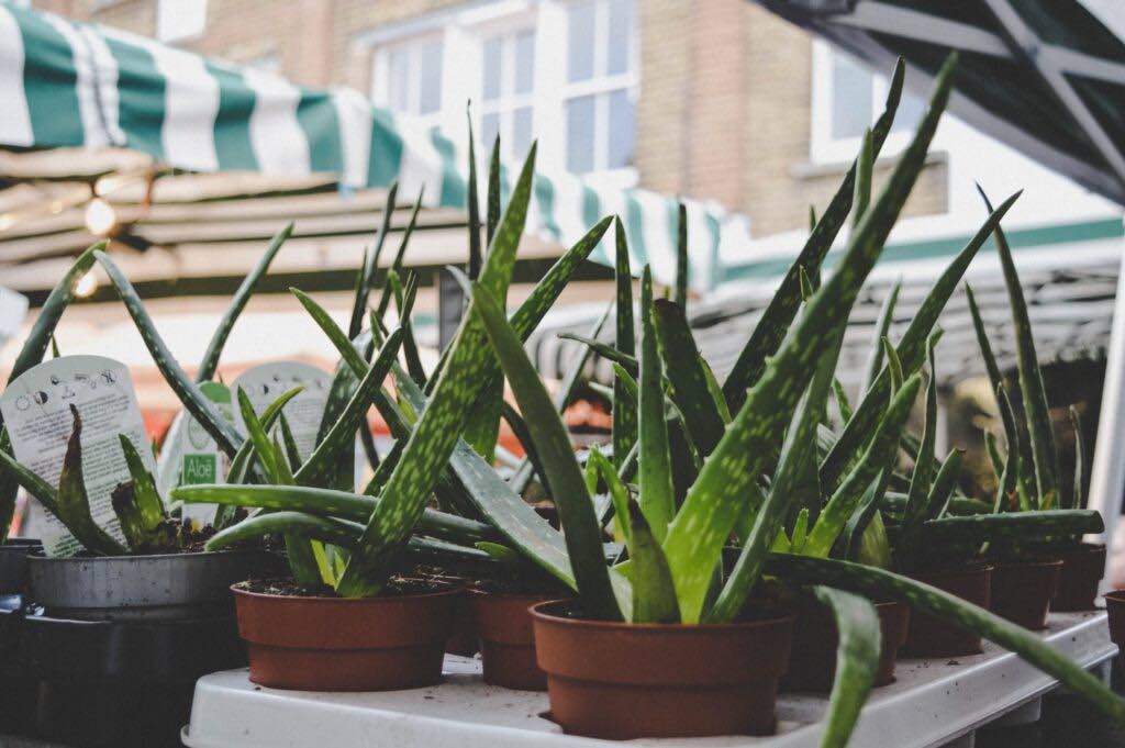 Aloe Vera Pflanzen im Handel