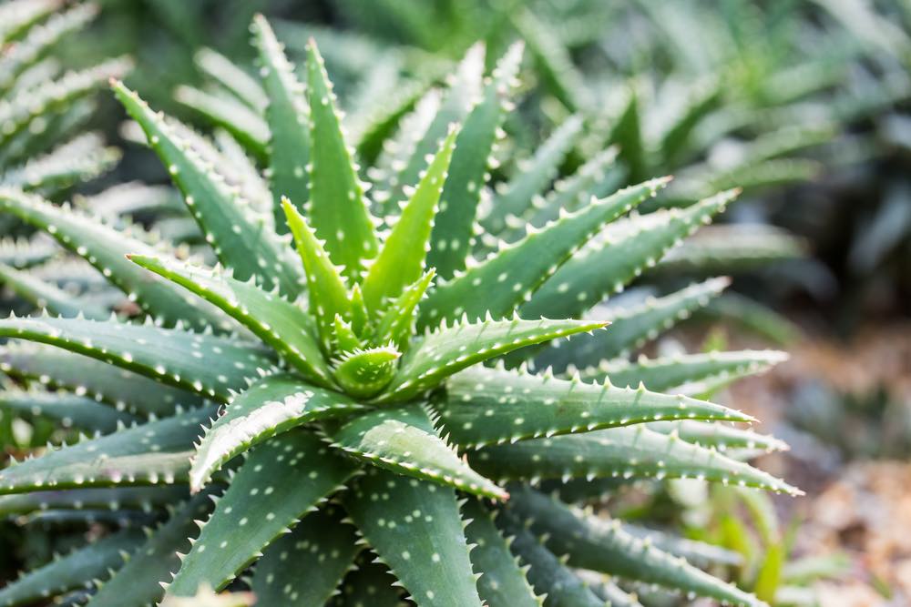 Aloe Vera im Freien