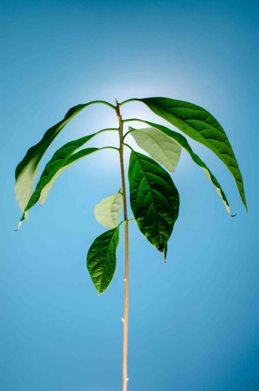 avocado Zimmerpflanze: Nahaufnahme