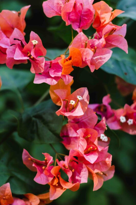blühende Zimmerpflanzen: exotische Drillingsblume