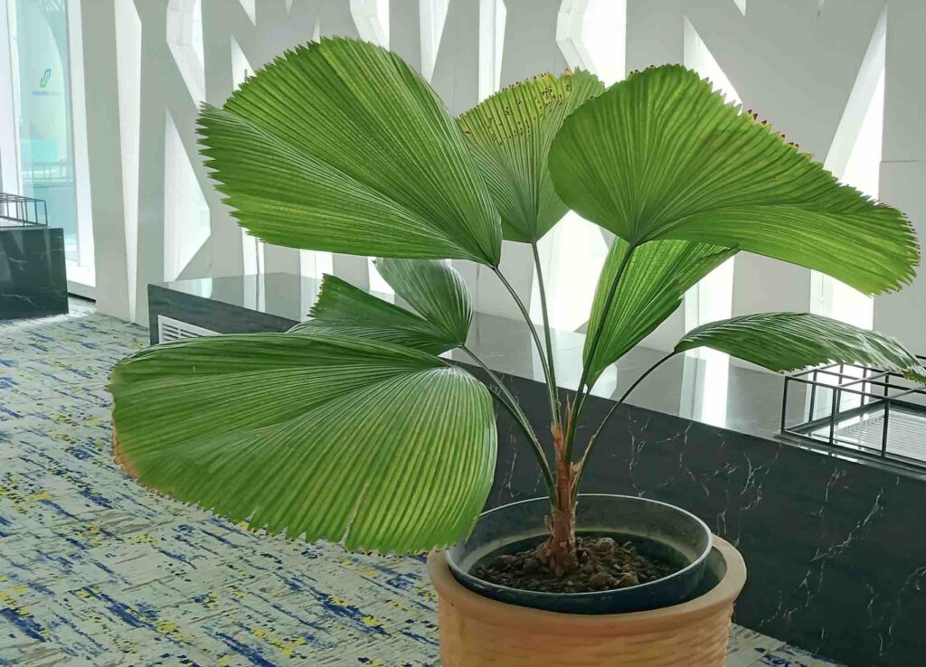 Zimmerpflanze mit großen
Blättern: Großblättrige Strahlenpalme (Licuala grandis)