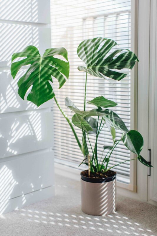 Beliebte Zimmerpflanze mit großen
Blättern: Fensterblatt (Monstera)