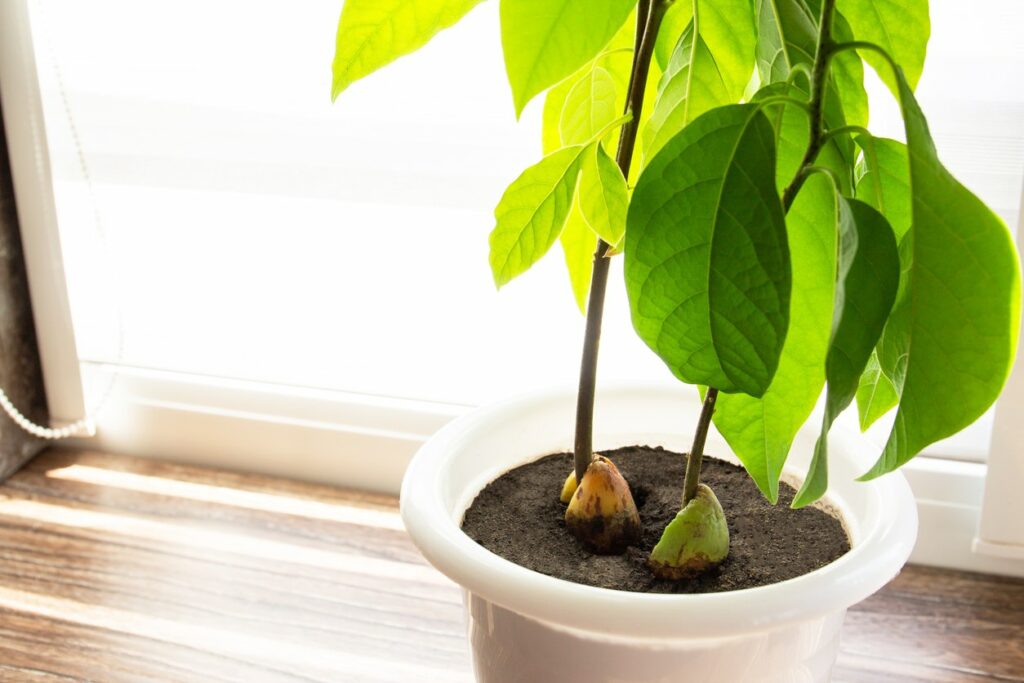 Zimmerpflanze mit großen Blättern: Avocadopflanze