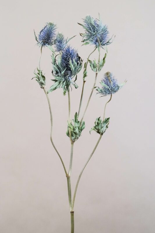 Trockenblumen Sorten: Disteln in Blau