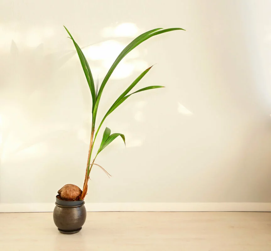 Zimmerpflanze mit großen
Blättern: Kokospälmchen (Cocos nucifera)