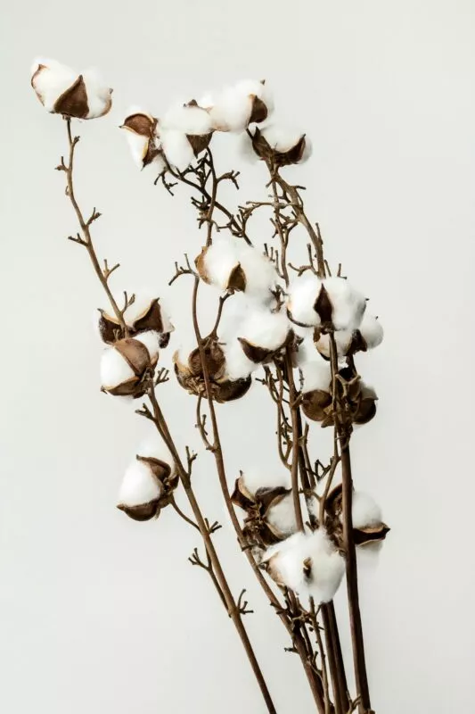 Trockenblumen Sorten: Baumwollestiele