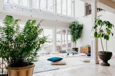 Zimmerpflanze mit großen Blättern: Wohnzimmer mit großen Pflanzen