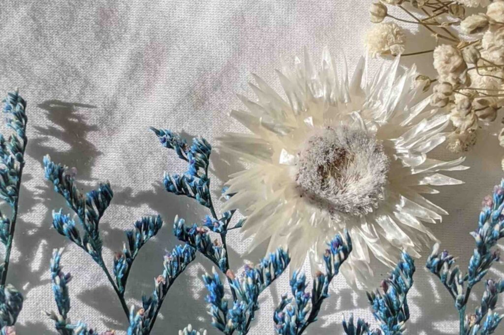Trockenblumen Sorten: Strohblume in weiß