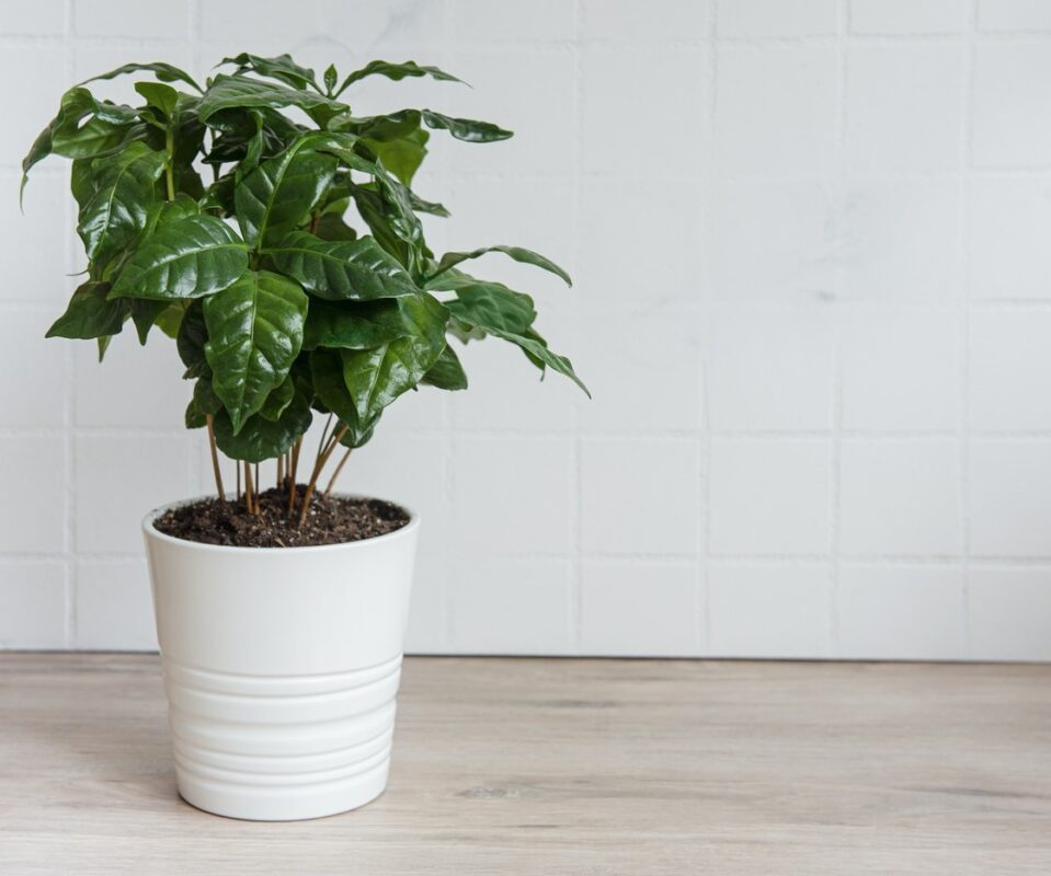 Pflanzen fürs Büro Kaffeepflanze (Coffea arabica)
