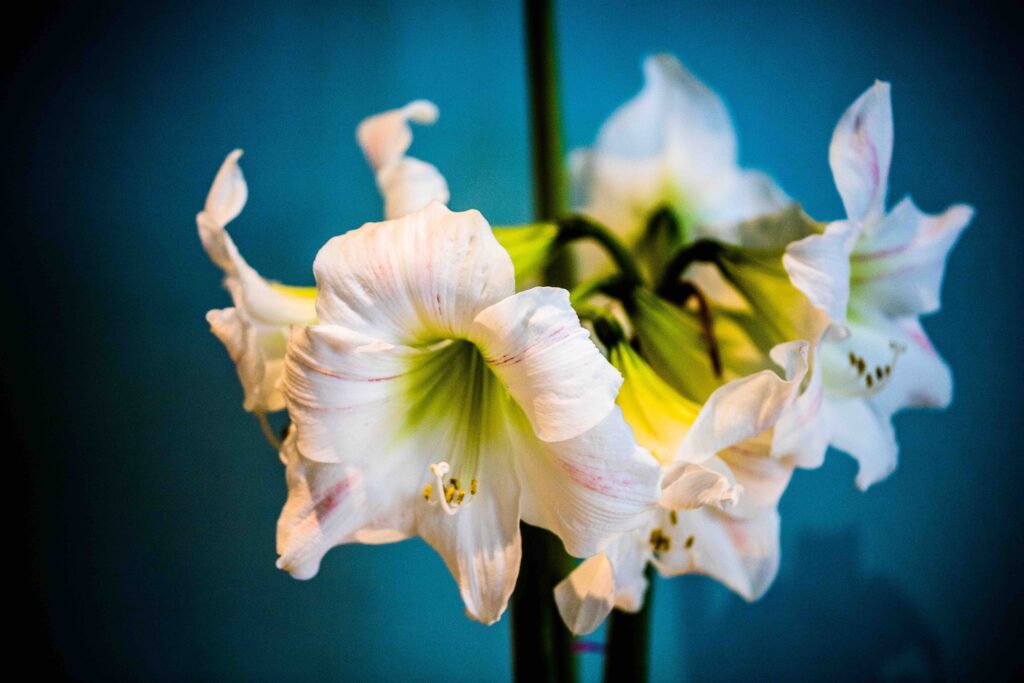  Zimmerpflanzen mit weißen Blüten: Amaryllis (Hippeastrum)