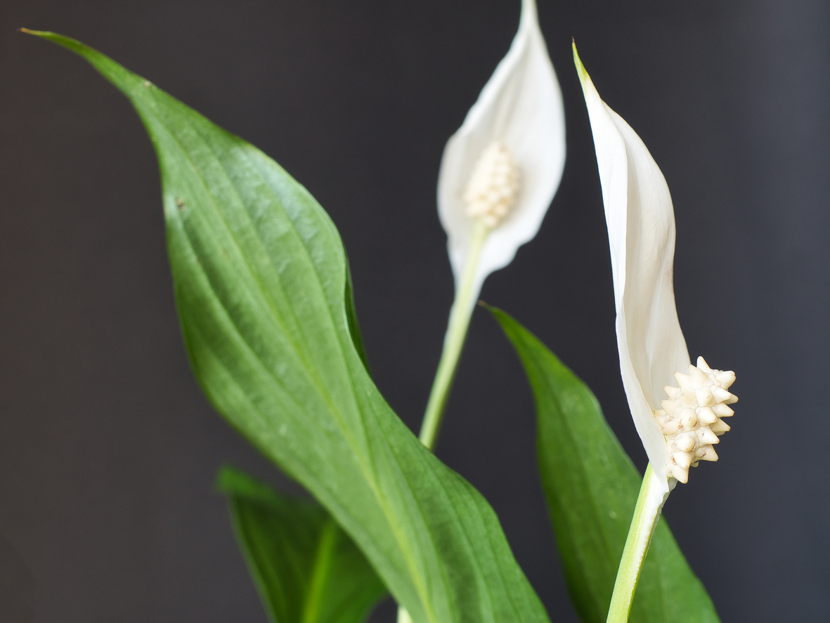 Zimmerpflanzen mit weißen Blüten 15 Lieblinge