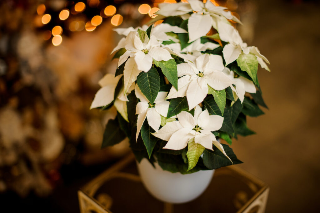 Zimmerpflanzen mit weißen Blüten: Weiße Weihnachtssterne (Euphorbia Pulcherrima)