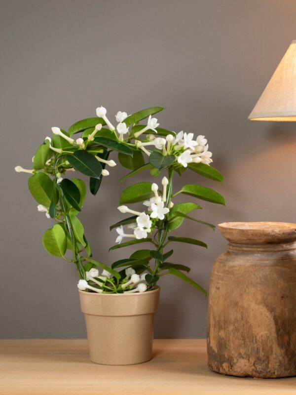 Zimmerpflanzen mit weißen Blüten Stephanotis (Stephanotis floribunda)