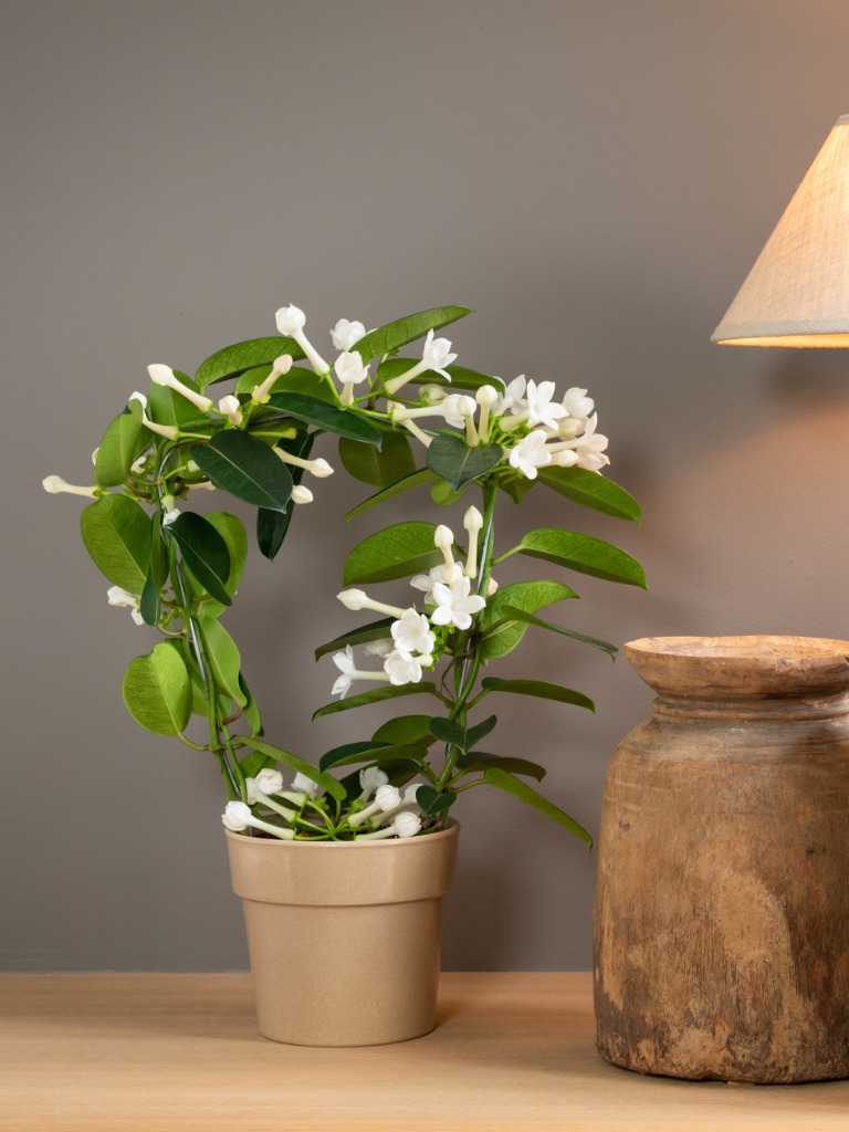 Zimmerpflanzen mit weißen Blüten 15 Lieblinge