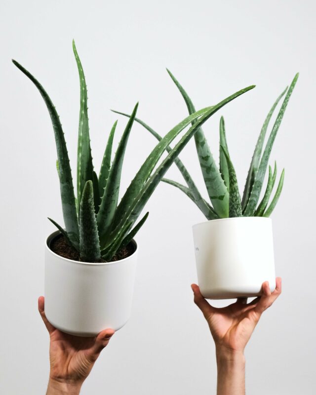 Pflanzen fürs Büro Echte Aloe (Aloe vera)
