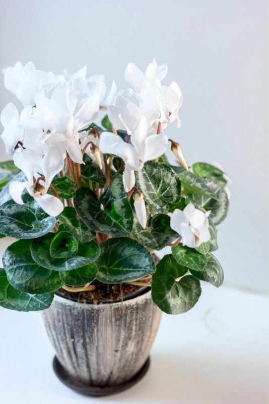 Zimmerpflanzen mit weißen Blüten: Guzmania (Guzmania lingulata) 