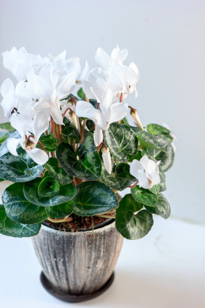 Zimmerpflanzen mit weißen Blüten 15 Lieblinge