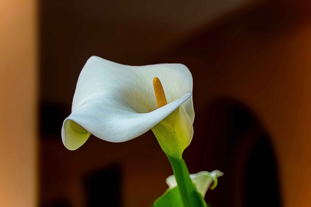 Zimmerpflanzen mit weißen Blüten: Calla-Lilie (Zantedeschia aethiopica) 