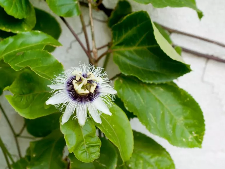 Passionsblume Als Zimmerpflanze