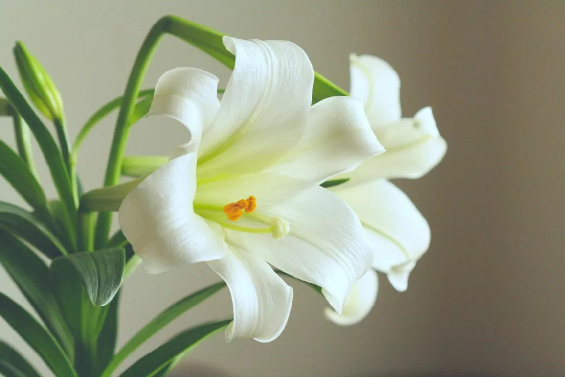 Zimmerpflanzen mit weißen Blüten 15 Lieblinge