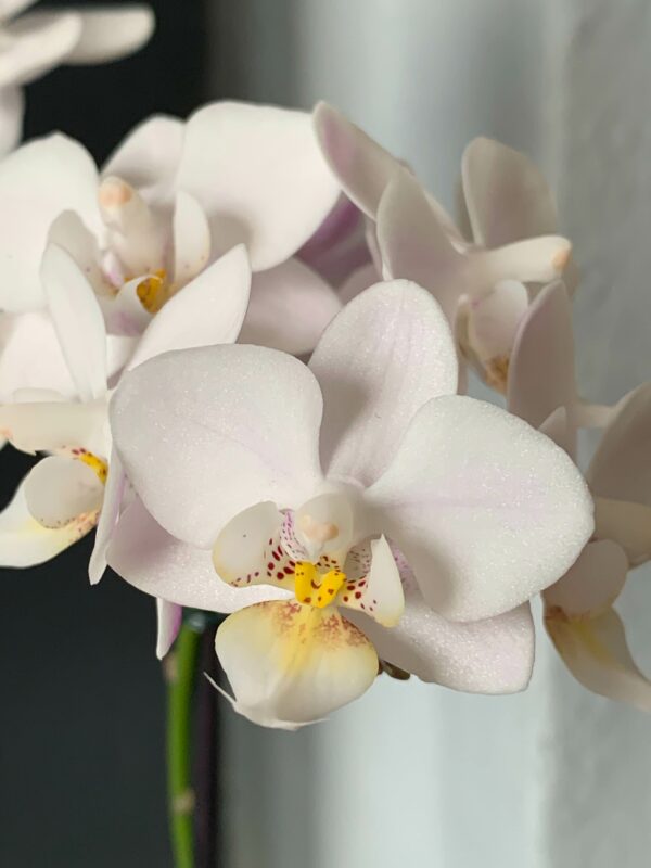 Weiße Orchideen Phalaenopsis