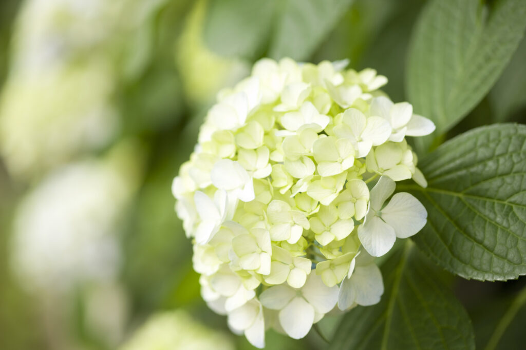  Zimmerpflanzen mit weißen Blüten: Hortensie (Hydrangea)