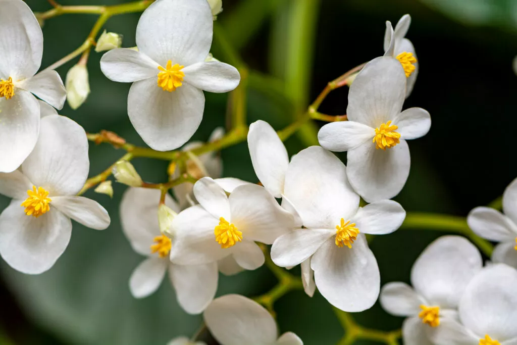 Weiße Begonien (Begonia semperflorens)