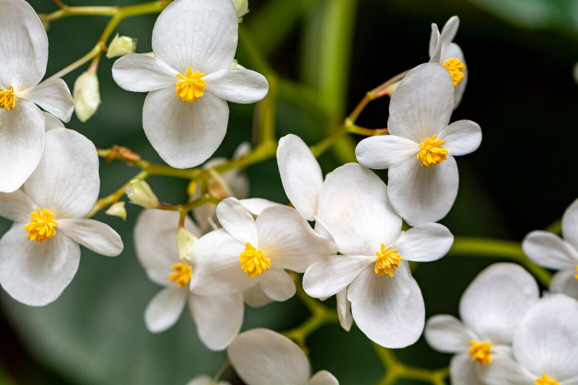 Zimmerpflanzen mit weißen Blüten 15 Lieblinge