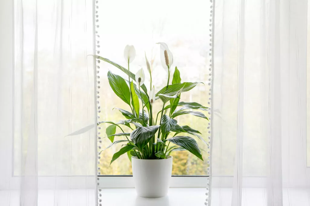 Pflanzen fürs Schlafzimmer: Friedenslilie (Spathiphyllum)