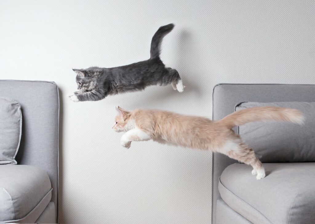 Katzen springen von Couch zu Couch