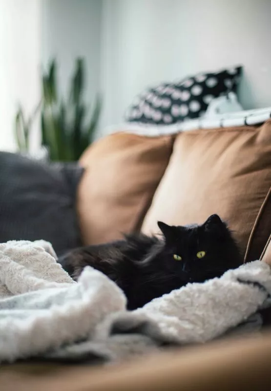 Welches Sofa bei Katzen: Schwarze Katze auf der Couch