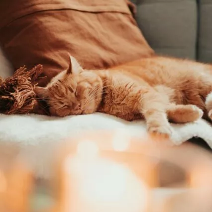 Welches Sofa bei Katzen? Rötliche Katze auf einem grauen Sofa
